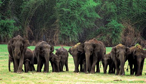 Everything To Know About Nagarhole National Park - lifeberrys.com