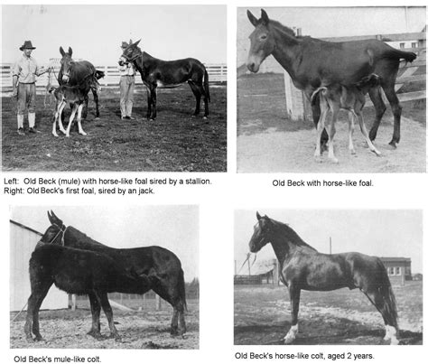 HYBRID EQUINES - MULES, MOLLIES AND HINNIES