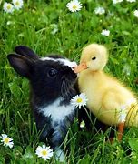 Image result for Cute Baby Bunnies Hugging