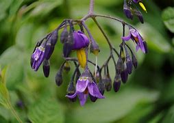 Image result for What Eats Wild Flowers