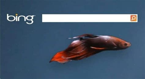 Bing Picazo 的图像结果