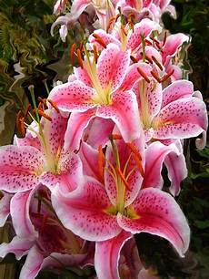 gigli fiore stargazer gigli fiori estivi giglio floreale rosa gigli fiore stargazer gigli fiori estivi giglio floreale rosa