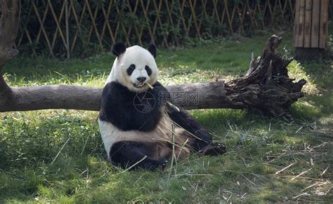 熊猫吃竹图片素材-编号03844125-图行天下