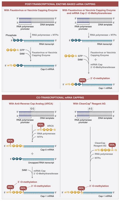 Minding your caps and Poly A tails – Strategies for synthesizing in ...