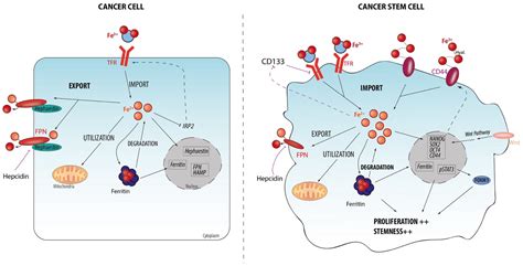 Ferroptosis: Cancer Stem Cells Rely on Iron until “to Die for” It