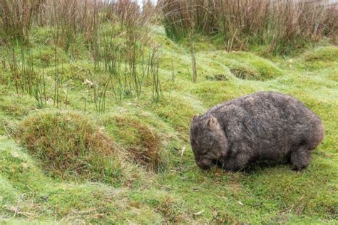 What is a Wombat? | Adaptations, Species, and More - Twinkl