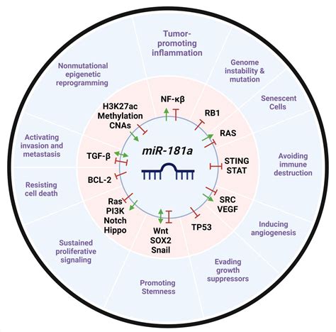 miR-181a: Regulatory Roles, Cancer-Associated Signaling Pathway ...