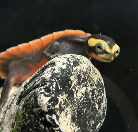 Pink-Bellied Side-Necked Turtle