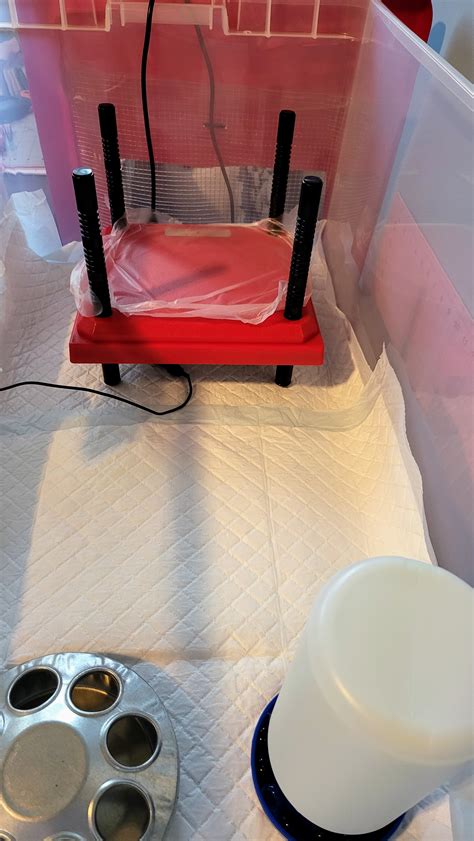 Image result for How to Brooder Quail Chicks