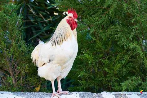 Define Rooster, Rooster Meaning, Rooster Examples, Rooster Synonyms ...