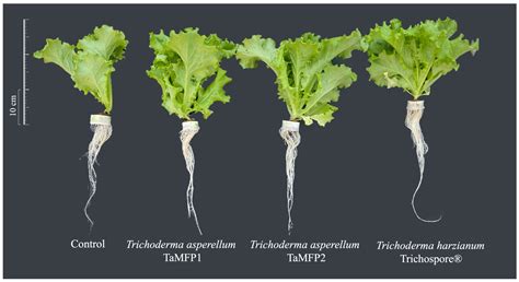 Potential of Trichoderma asperellum as a Growth Promoter in Hydroponic ...