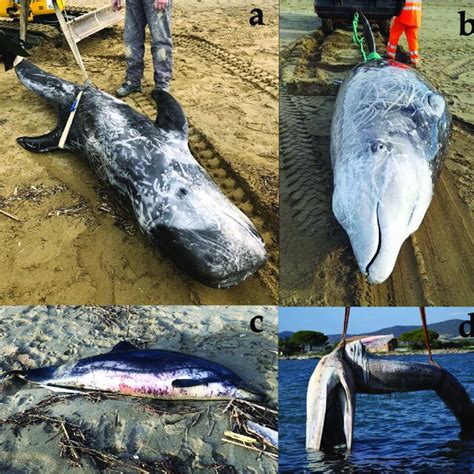 Image result for Decomposition Code Example