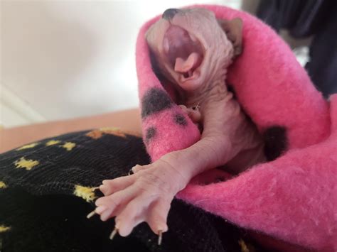 This is Wren, he is two weeks old, and is the cutest frigging purrito I ...