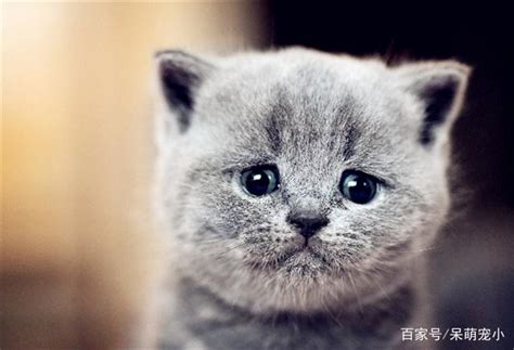 猫咪泪痕是什么引起的_主人