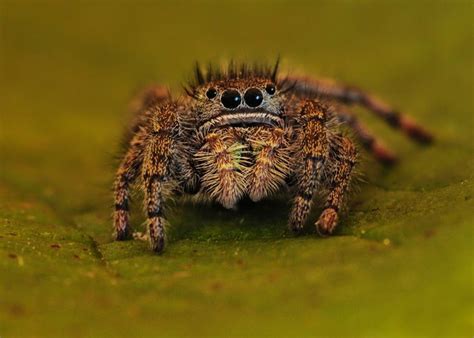 Image result for Spider Species Classification Using Machine Learning