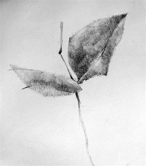 Drawing Basics | TAP