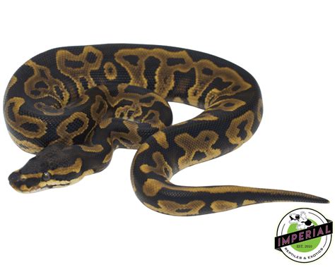 Image result for Leopard Yankie Ball Python