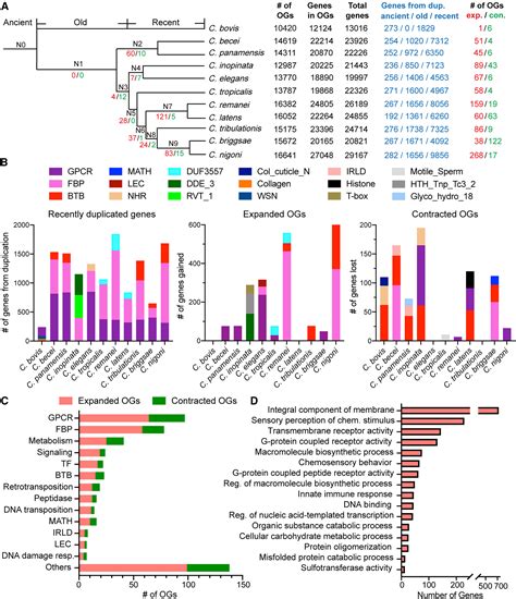 Young duplicate genes show developmental stage- and cell type-specific expression and function ...