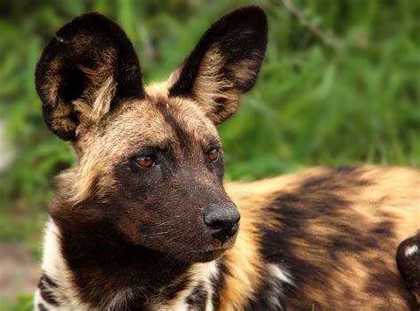 Sharon Bishop Photoblog: Endangered African Painted Dog - Okavango ...