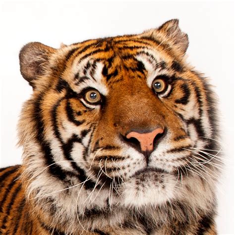 Sumatran tiger, facts and photos