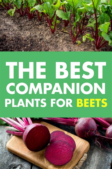 Top Beet Partner Plants for a Thriving Garden | Companion planting ...
