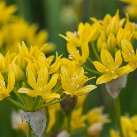 Buy ornamental onion or allium bulbs Allium moly: Delivery by Waitrose ...