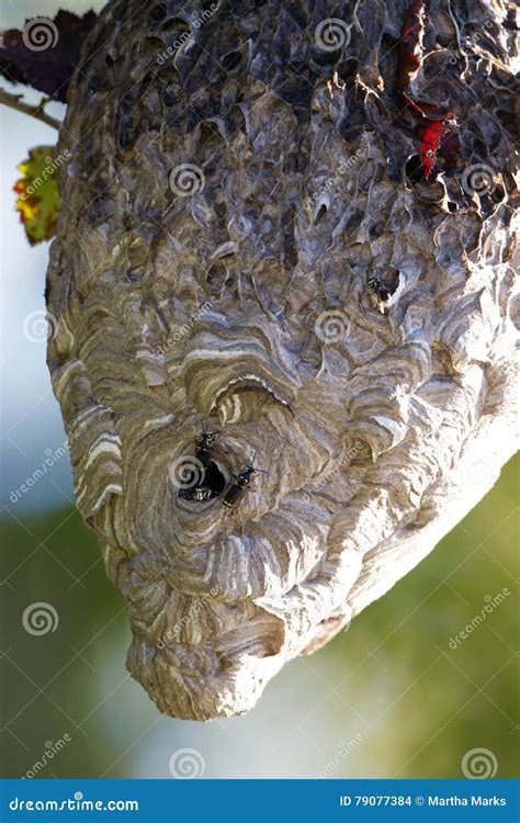 Bald-faced Hornets at Their Nest at Dawn Stock Photo - Image of jacket ...