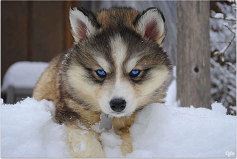 Siberian Husky Wolf