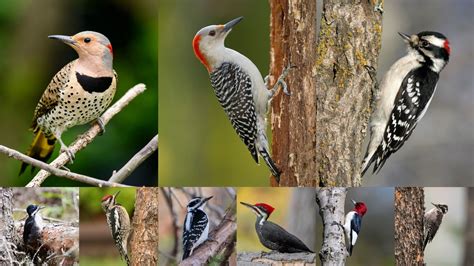 Woodpeckers of Wisconsin: A Guide to Native Species