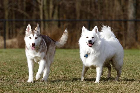 How Much Do Miniature American Eskimo Dogs Cost: Insider's Guide - Dogs ...