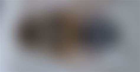 Fly Insect 的图像结果