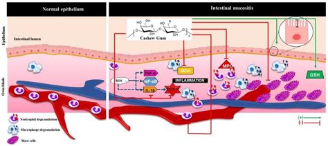 Protective Effect of Cashew Gum (Anacardium occidentale L.) on 5 ...
