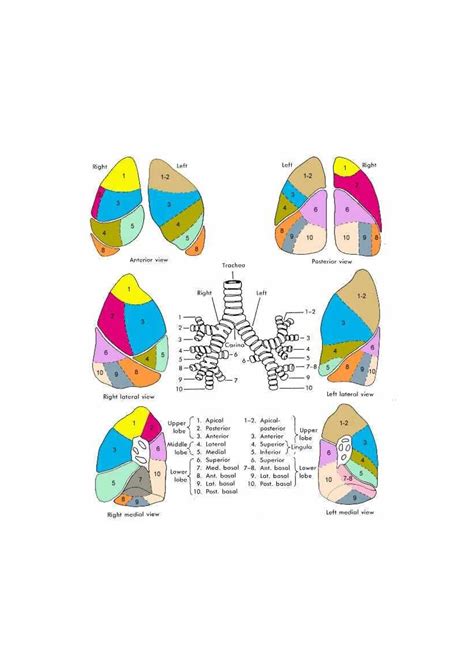 Inguinal Canal Overview: Summary from BD Chaurasia's General Anatomy 4e ...
