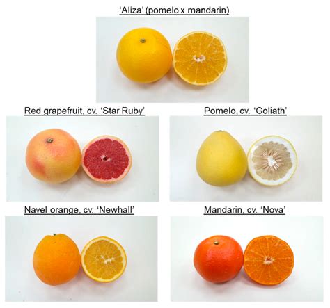 Quality and Flavor of ‘Aliza’ Fruit: A Unique Pomelo × Mandarin Hybrid