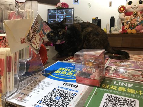 这家小店拥有上千只招财猫，由黑色小猫店长“看守”收银台