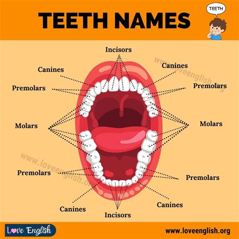 Teeth Names: 4 Different Types of Human Teeth and their Functions - Love English | English ...