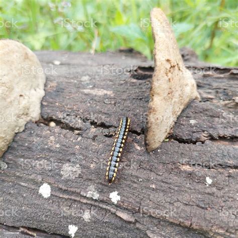 Millipede Is An Arthropod That Has Two Pairs Of Legs Per Segment Stock Photo - Download Image ...
