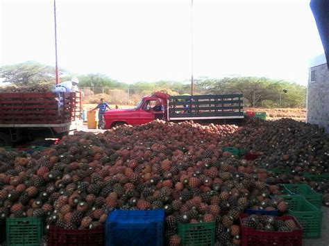 Piña Golden en AGRIALIMENTARIA RLD CA. de Venezuela - ppfam.com