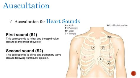 Clinical Examination of CVS | PPTX