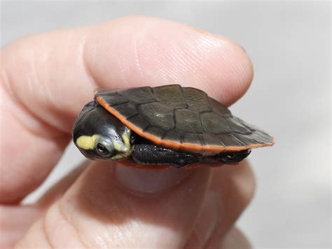 Pink Belly Sideneck Turtle - Albino Turtles