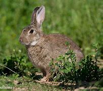 Image result for Wild Rabbit Photos
