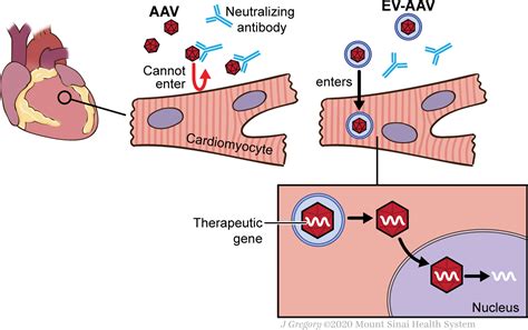 Extracellular Vesicle–Encapsulated Adeno-Associated Viruses for ...