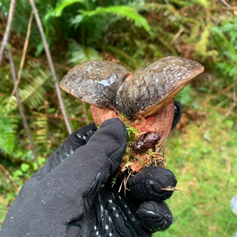 Xerocomellus atropurpureus | ShroomID