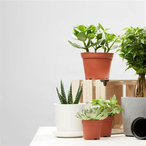 Vastu Plants – Plant Store®