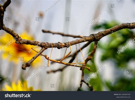 Walking Stick Insect Camouflage