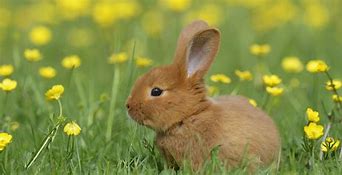 Image result for Cute Swett Little Bunny