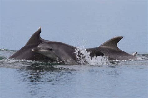 Dolphin 的图像结果