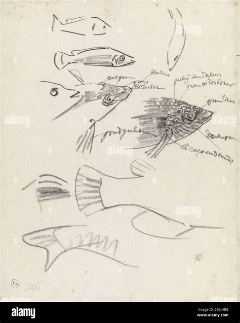 Detailed studies of fish, with color notes Detailed studies of fish ...