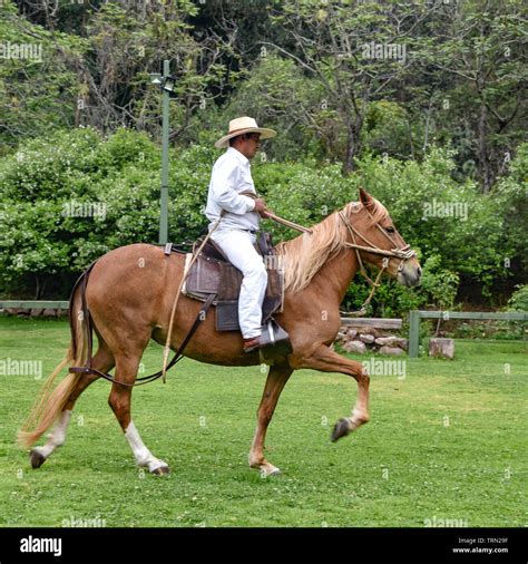 Horse show with peruvian horses hi-res stock photography and images - Alamy