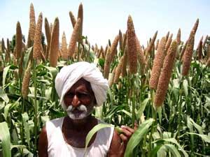 Genetic diversification in pearl millet pays rich dividends | ICAR